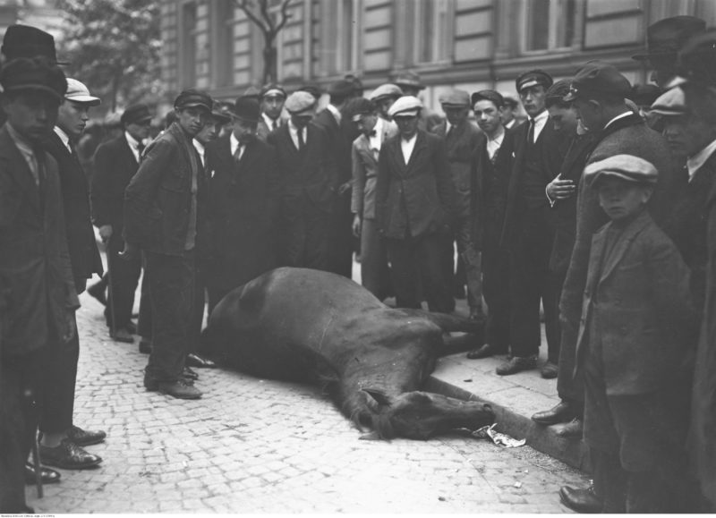 Na skraju brukowanej ulicy, głową w stronę fotografa, leży ciało martwego konia, z nogami już na chodniku. Z trzech stron otoczone jest przez grupę gapiów: mężczyzn i chłopców.