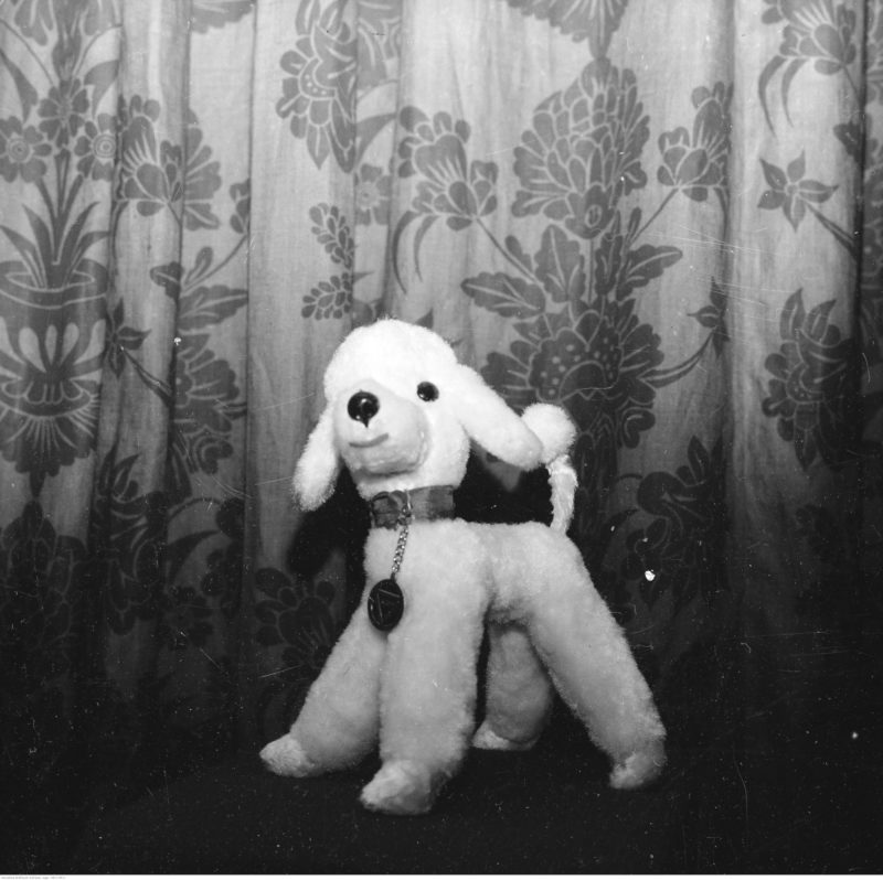 Pies-zabawka na tle zasłony. Widoczna obroża i medalion na szyi 