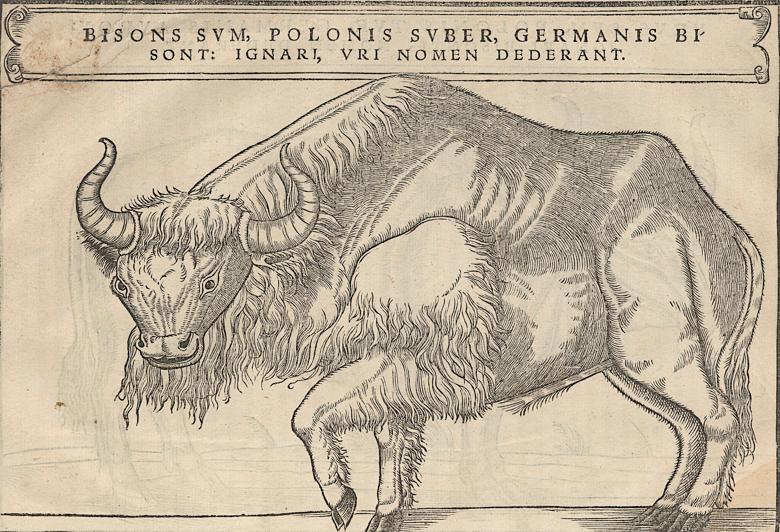 Żubr. Grafika z książki Siegmunda von Herbersteina pt. „Rervm Moscoviticarum…”, Bazylea 1556, s. 112 (ze zbiorów Biblioteki Narodowej, sygn. 31 III Cim)